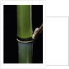 Phyllostachys propinqua (sand bamboo) by Anonymous