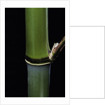 Phyllostachys propinqua (sand bamboo) by Anonymous