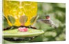 Ruby-throated Hummingbird by Anonymous