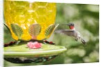 Ruby-throated Hummingbird by Anonymous