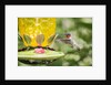 Ruby-throated Hummingbird by Anonymous