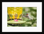 Ruby-throated Hummingbird by Anonymous