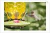 Ruby-throated Hummingbird by Anonymous