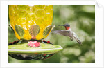 Ruby-throated Hummingbird by Anonymous