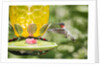 Ruby-throated Hummingbird by Anonymous