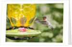 Ruby-throated Hummingbird by Anonymous