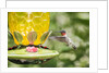 Ruby-throated Hummingbird by Anonymous