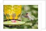 Ruby-throated Hummingbird by Anonymous