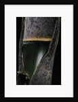 Phyllostachys pubescens (Moso bamboo) - young culm by Anonymous