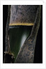 Phyllostachys pubescens (Moso bamboo) - young culm by Anonymous