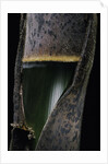 Phyllostachys pubescens (Moso bamboo) - young culm by Anonymous