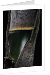 Phyllostachys pubescens (Moso bamboo) - young culm by Anonymous