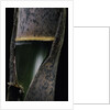 Phyllostachys pubescens (Moso bamboo) - young culm by Anonymous