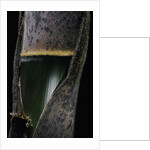 Phyllostachys pubescens (Moso bamboo) - young culm by Anonymous