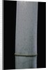 Phyllostachys pubescens (Moso bamboo) by Anonymous