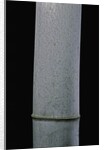 Phyllostachys pubescens (Moso bamboo) by Anonymous