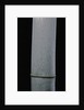 Phyllostachys pubescens (Moso bamboo) by Anonymous