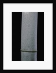 Phyllostachys pubescens (Moso bamboo) by Anonymous