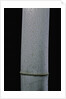Phyllostachys pubescens (Moso bamboo) by Anonymous