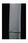 Phyllostachys pubescens (Moso bamboo) by Anonymous