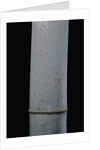 Phyllostachys pubescens (Moso bamboo) by Anonymous
