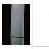 Phyllostachys pubescens (Moso bamboo) by Anonymous
