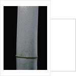 Phyllostachys pubescens (Moso bamboo) by Anonymous