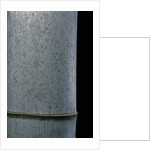 Phyllostachys pubescens (Moso bamboo) by Anonymous