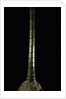 Phyllostachys pubescens (Moso bamboo) by Anonymous