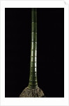Phyllostachys pubescens (Moso bamboo) by Anonymous