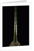 Phyllostachys pubescens (Moso bamboo) by Anonymous