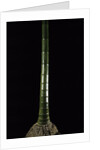 Phyllostachys pubescens (Moso bamboo) by Anonymous