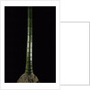 Phyllostachys pubescens (Moso bamboo) by Anonymous