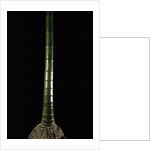 Phyllostachys pubescens (Moso bamboo) by Anonymous