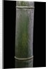 Phyllostachys pubescens (Moso bamboo) by Anonymous