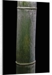 Phyllostachys pubescens (Moso bamboo) by Anonymous