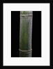 Phyllostachys pubescens (Moso bamboo) by Anonymous