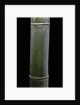 Phyllostachys pubescens (Moso bamboo) by Anonymous