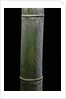 Phyllostachys pubescens (Moso bamboo) by Anonymous