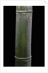 Phyllostachys pubescens (Moso bamboo) by Anonymous