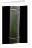 Phyllostachys pubescens (Moso bamboo) by Anonymous