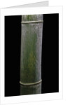 Phyllostachys pubescens (Moso bamboo) by Anonymous