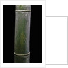 Phyllostachys pubescens (Moso bamboo) by Anonymous