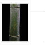 Phyllostachys pubescens (Moso bamboo) by Anonymous
