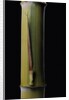 Phyllostachys pubescens 'Bicolor' (mosochiku bamboo) - joung culm by Anonymous
