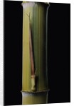 Phyllostachys pubescens 'Bicolor' (mosochiku bamboo) - joung culm by Anonymous
