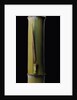 Phyllostachys pubescens 'Bicolor' (mosochiku bamboo) - joung culm by Anonymous