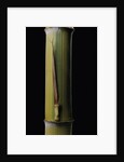 Phyllostachys pubescens 'Bicolor' (mosochiku bamboo) - joung culm by Anonymous