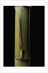 Phyllostachys pubescens 'Bicolor' (mosochiku bamboo) - joung culm by Anonymous
