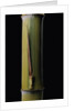 Phyllostachys pubescens 'Bicolor' (mosochiku bamboo) - joung culm by Anonymous